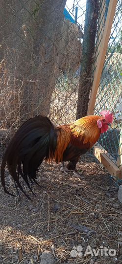 Петухи 