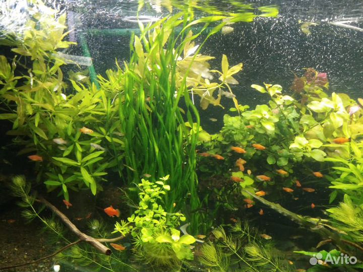Аквариумные растения и водоросли оптом и в розницу