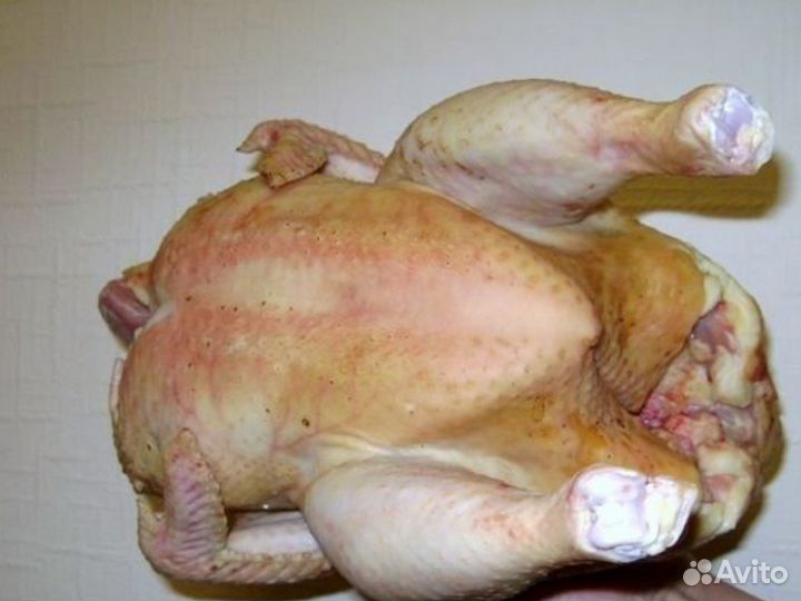 Куры домашние