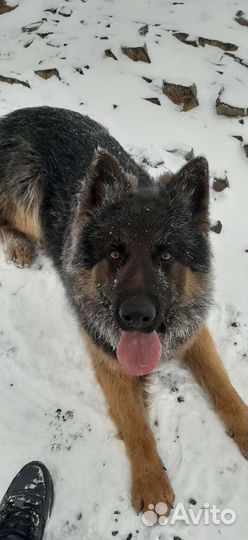 Немецкая овчарка для вязки