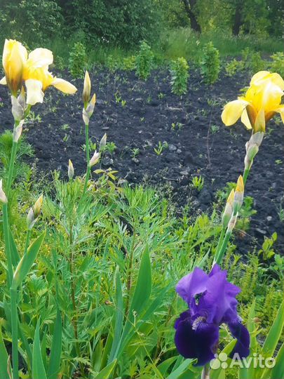 Ирисы сортовые, простые
