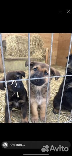 Щенки в добрые руки