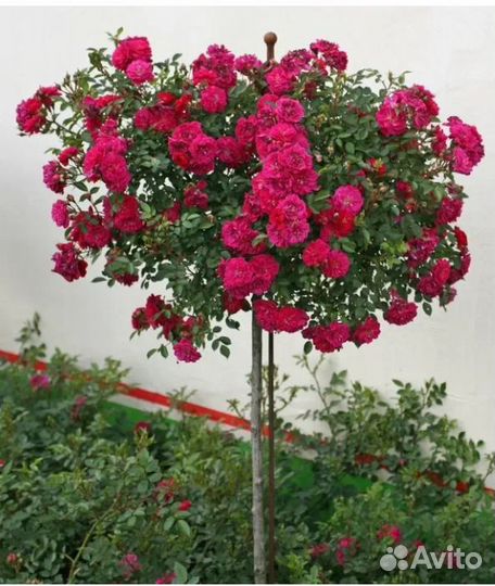 Роза, яблоня, сирень на штамбе