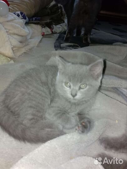 Отдам британских котят