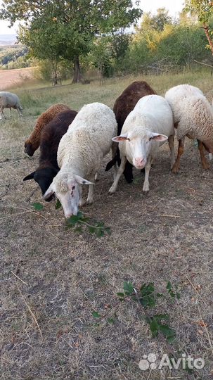Овцы бараны