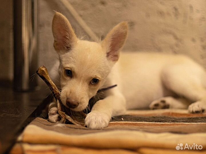 Щенок от небольшой собачки