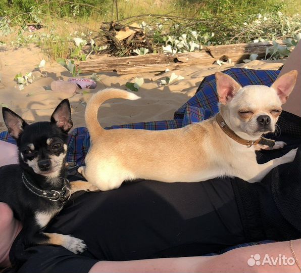 Щенок чихуахуа