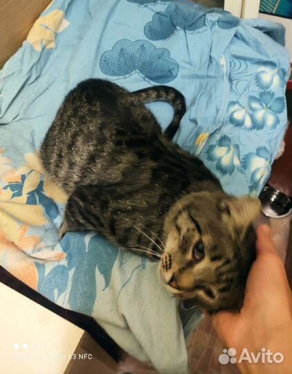 Котишка Тишка хочет быть домашним