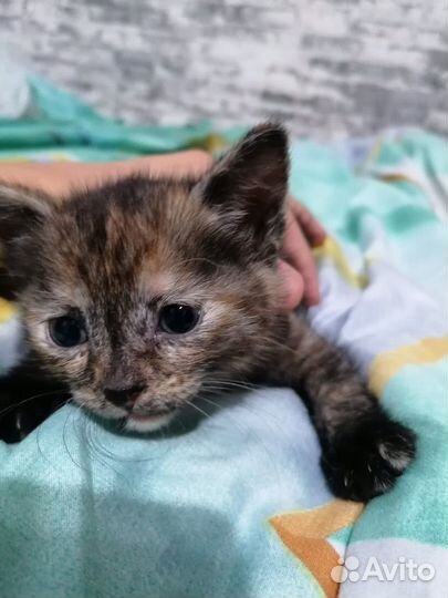 Котятки бесплатно