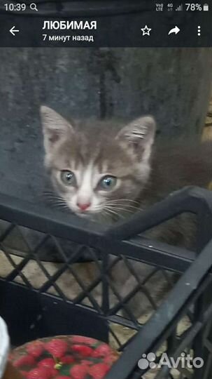 Сибирская кошка