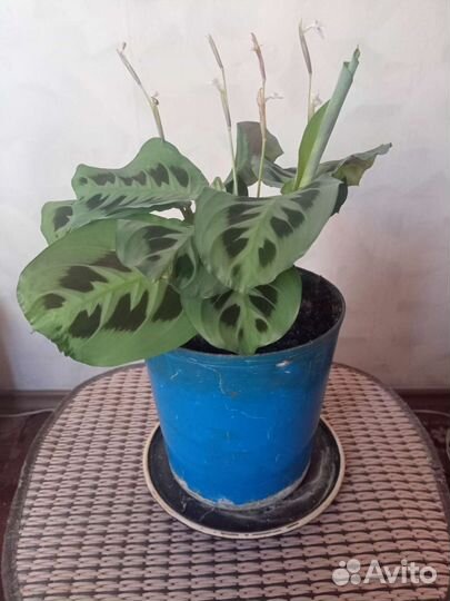 Комнатный цветок