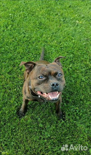 Стаффордширский бультерьер вязка