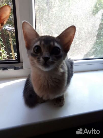 Сомалийские котята