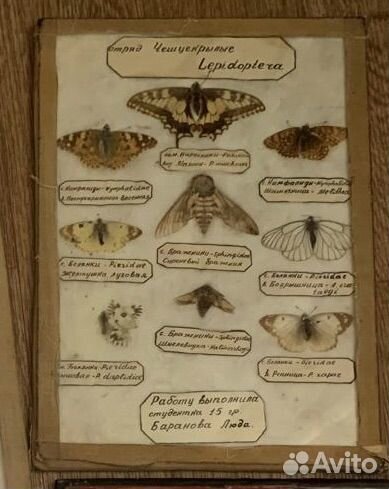 Коллекция бабочек