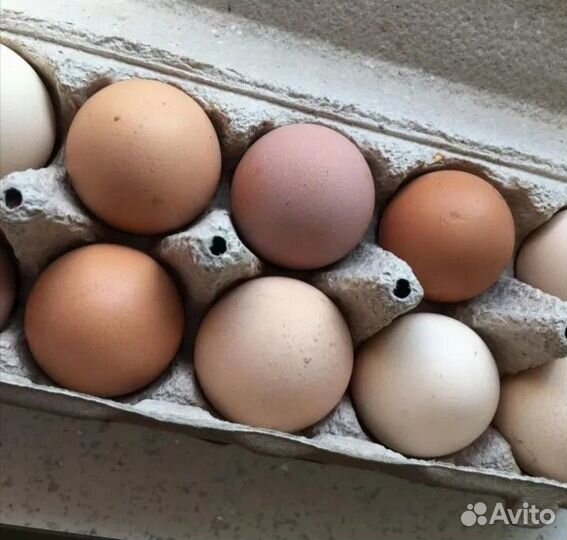 Яйцо домашнее