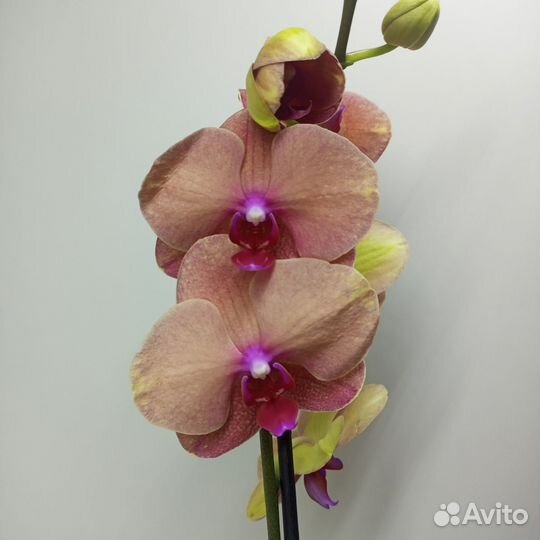 Сортовые орхидеи