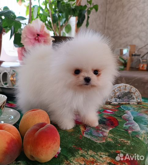 Померанский мини щенок