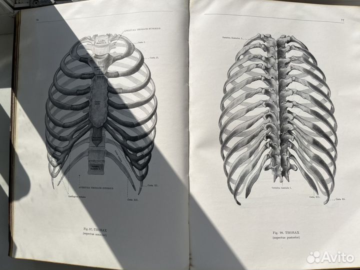 Анатомический атлас человеческого тела Будапешт