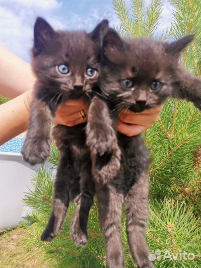 Котята в дар бесплатно