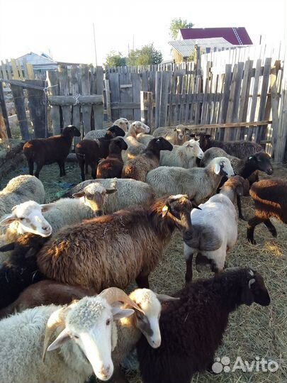 Продаются овцы бараны на мясо