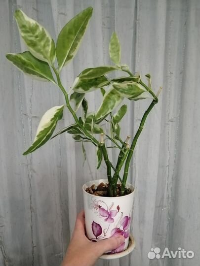 Педилантус