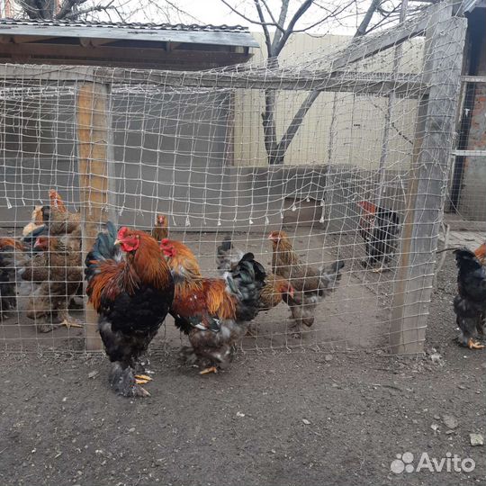 Петухи породы брама