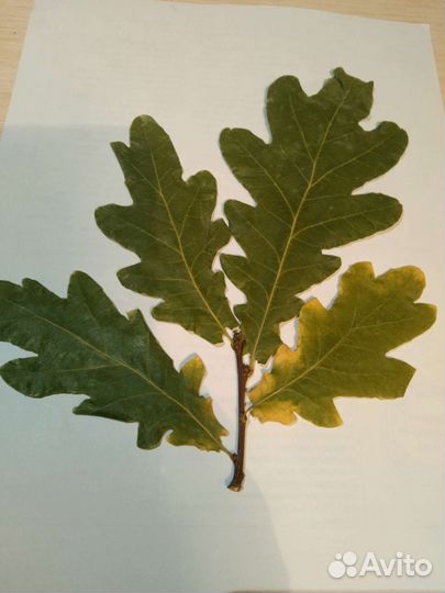 Гербарий дубок