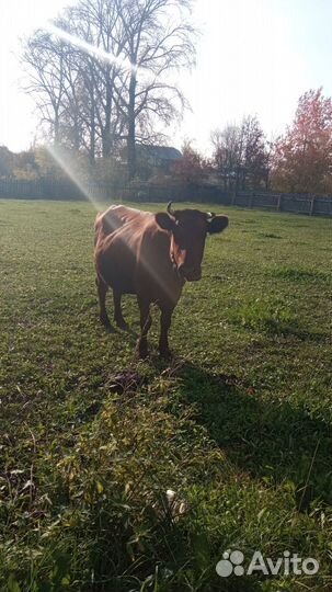 Корова дойная