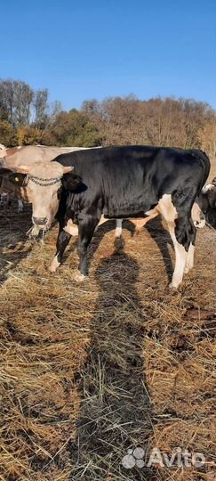 Бык на племя