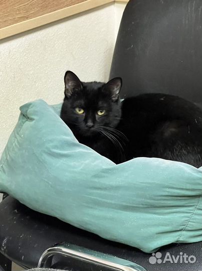 Кошка на счастье