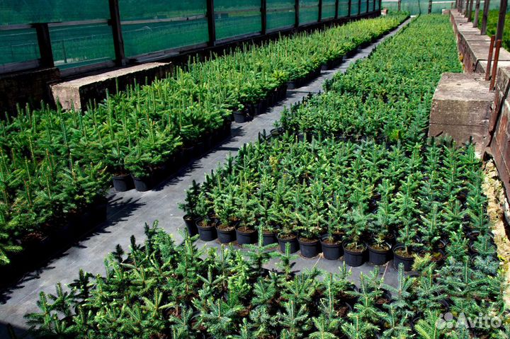 Саженцы ели обыкновенной