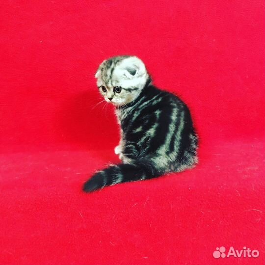 Вислоухие малыши