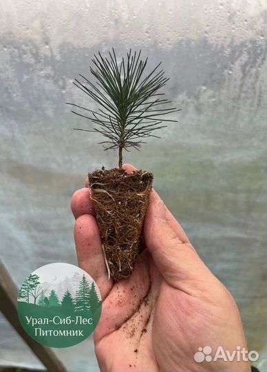 Сеянцы зкс Сосна окс Ель Лиственница Горная