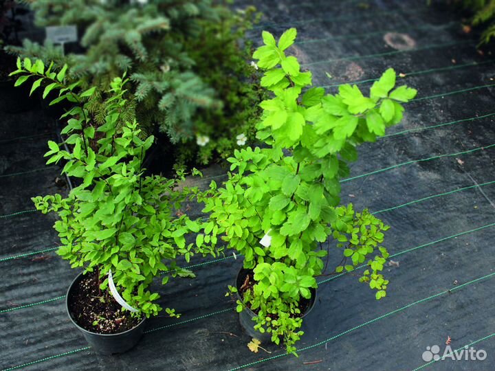 Спирея вангутта 30-50 см, с3