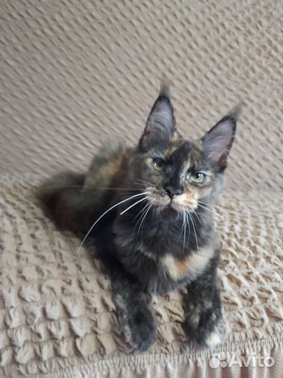 Котенок Мейн-кун