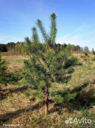 Сосна обыкновенная