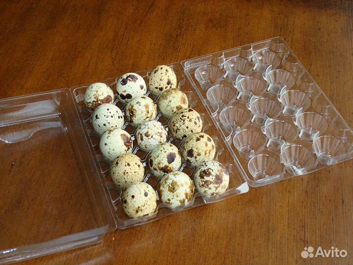 Контейнер для перепелиных яиц