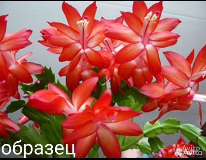 Декабрист белый персиковый