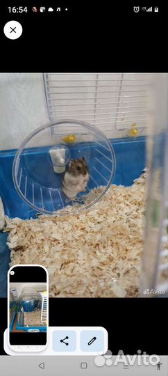 Клетки с джунгариками