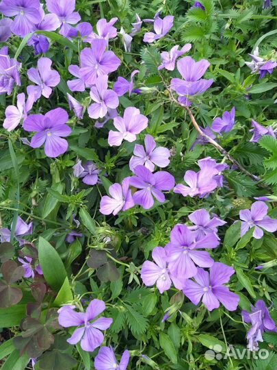 Дендробиум