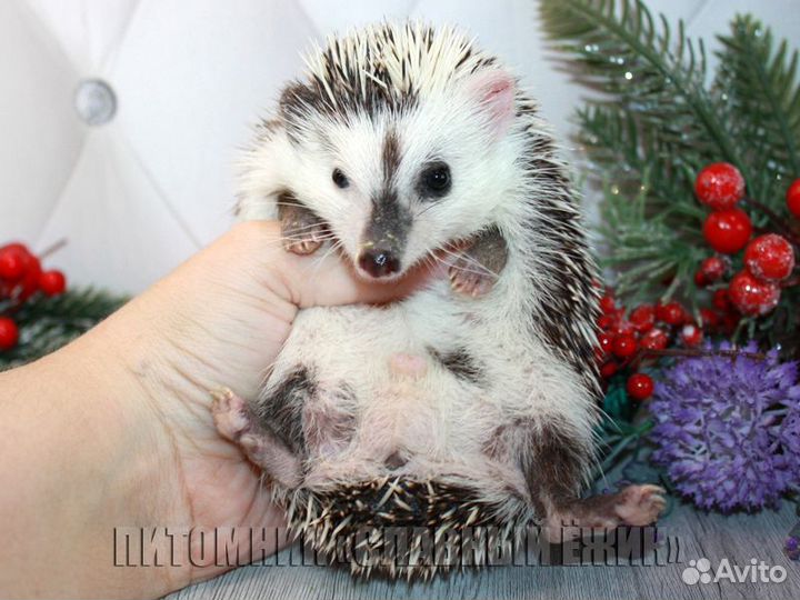 Продаются ручные африканские ежики. Доставка