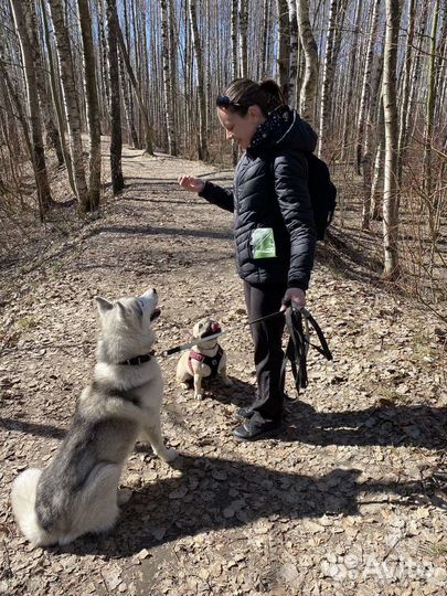 Выгул - зооняня - передержка 