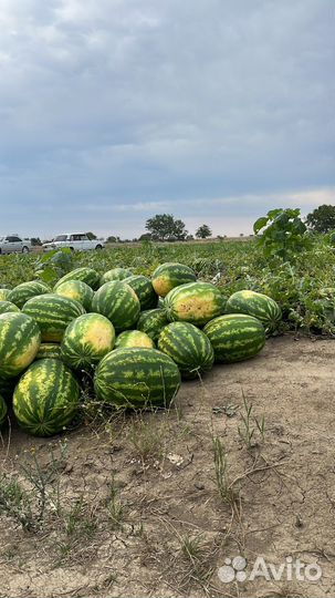 Арбуз оптом