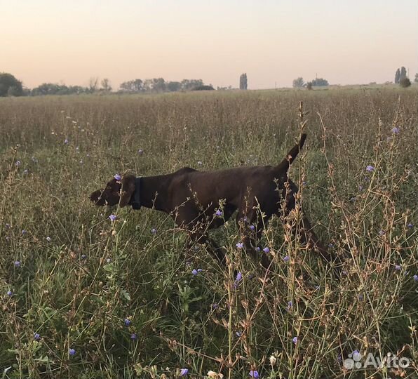 Натаска, Постановка Собак Легавых пород