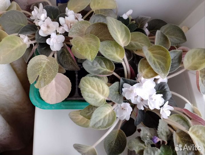 Сортовые фиалки цветущие