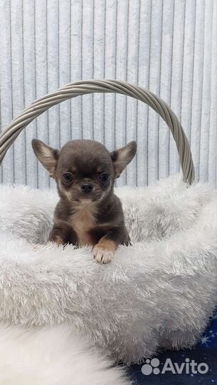 Чихуа мальчик голубо подпалый