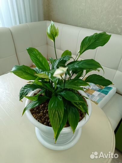 Спатифиллум шопен