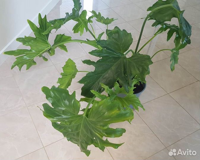 Комнатное растение - Филодендрон Хоуп