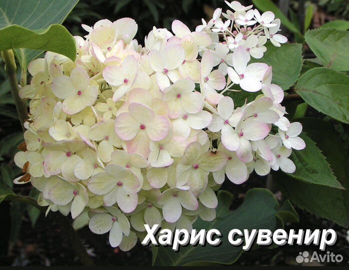 Гортензия метельчатая