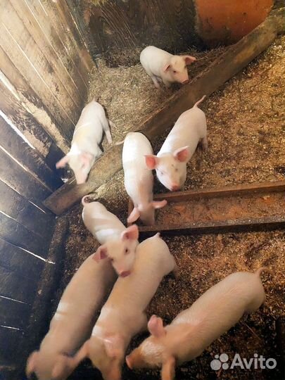 Поросята
